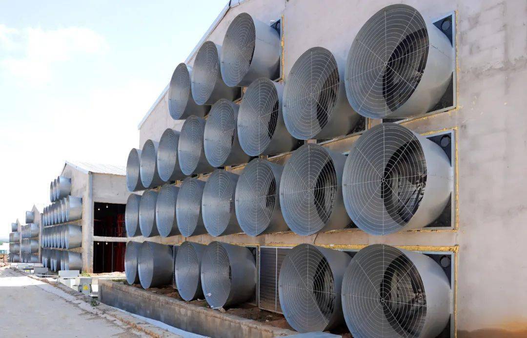 风机位置对纵向通风截面风速的影响_鸡舍_测试_实验