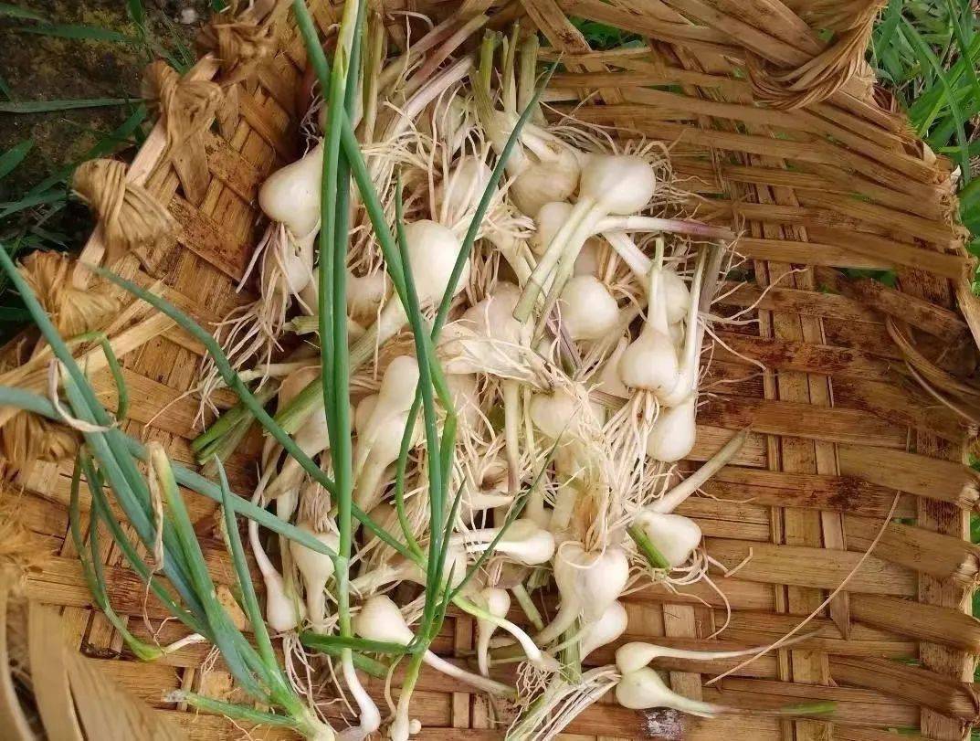 辛,苦,温江苏,湖北,湖南,川渝,广西等地,荞头生长分布在广东,江西