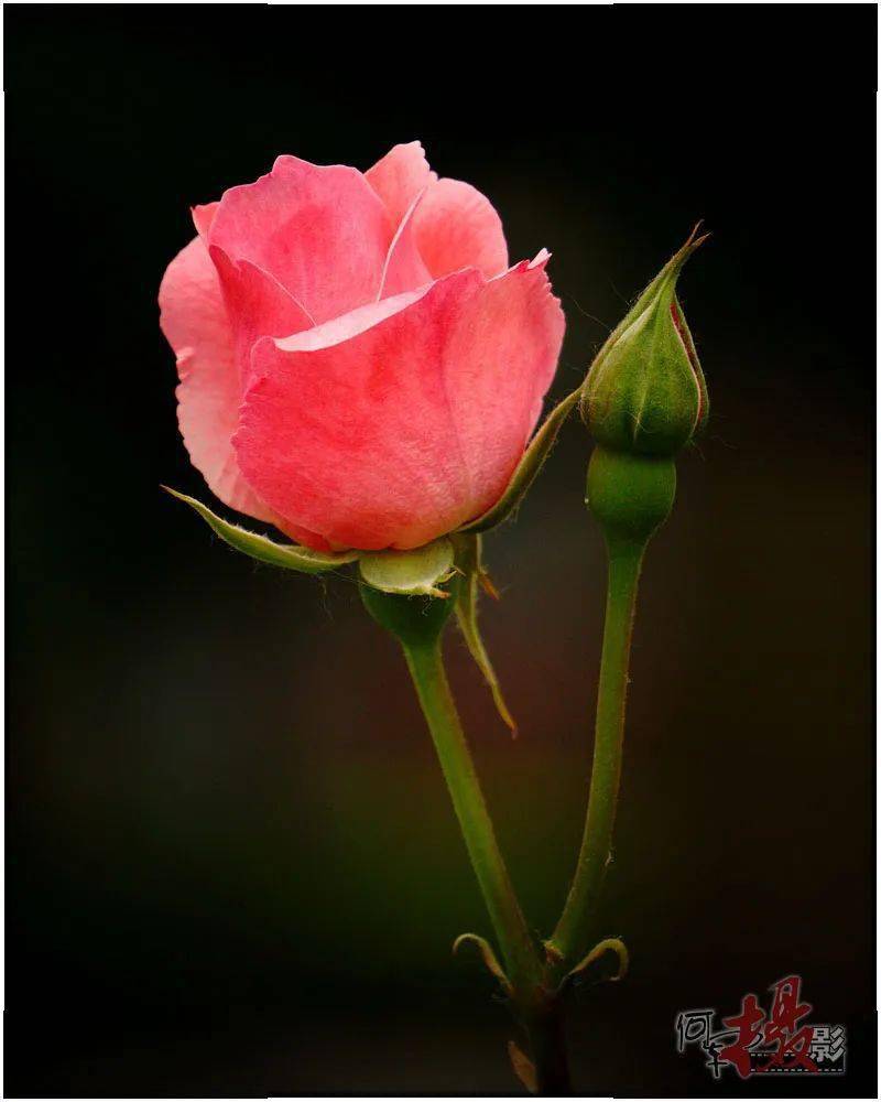 花开四季"月月红" 含苞待放美不同_月季_拍花_绿色