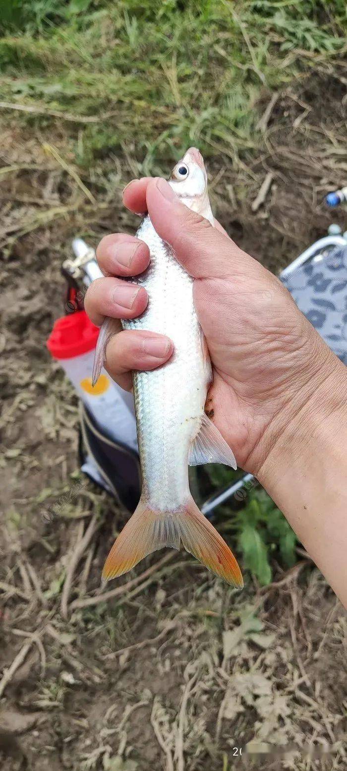 【6月鱼获】尴尬的高光时刻!目标锁定石鲫