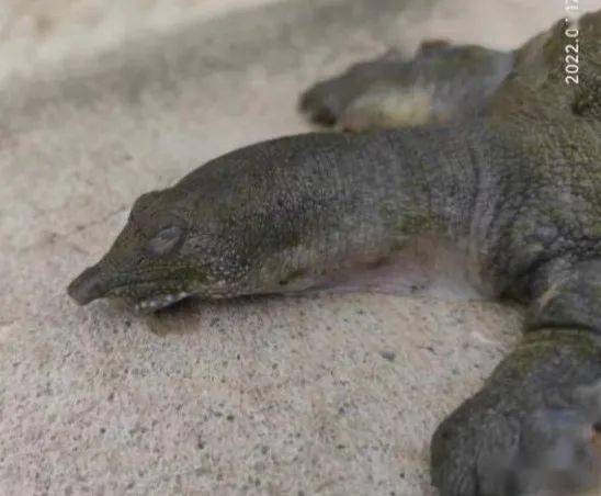 【鳖蛙专题】甲鱼"摇头病"小问答_发病_细菌_池塘