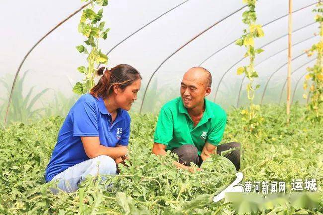 6月8日,夏县水头镇张付村王文广,张辉夫妇在给安徽客商挑选采摘"夏乐"