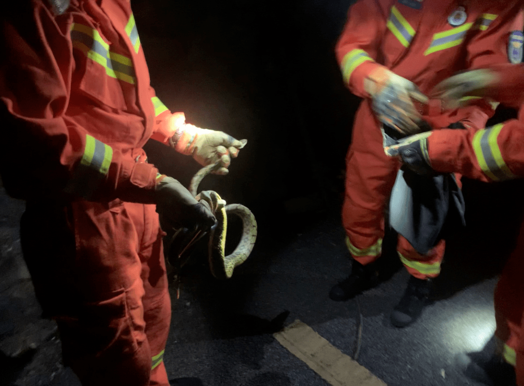 天气变暖双蛇出没消防硬核抓蛇