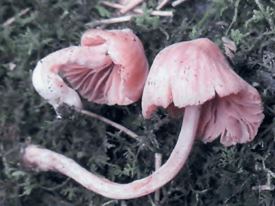 細褐鱗蘑菇,方形粉褶蕈,網孢海氏牛肝菌,磚紅垂幕菇,純黃白鬼傘,肥腳