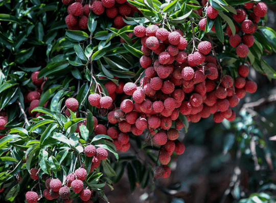 荔枝来啦黄田荔枝于本周六正式开始采摘上市