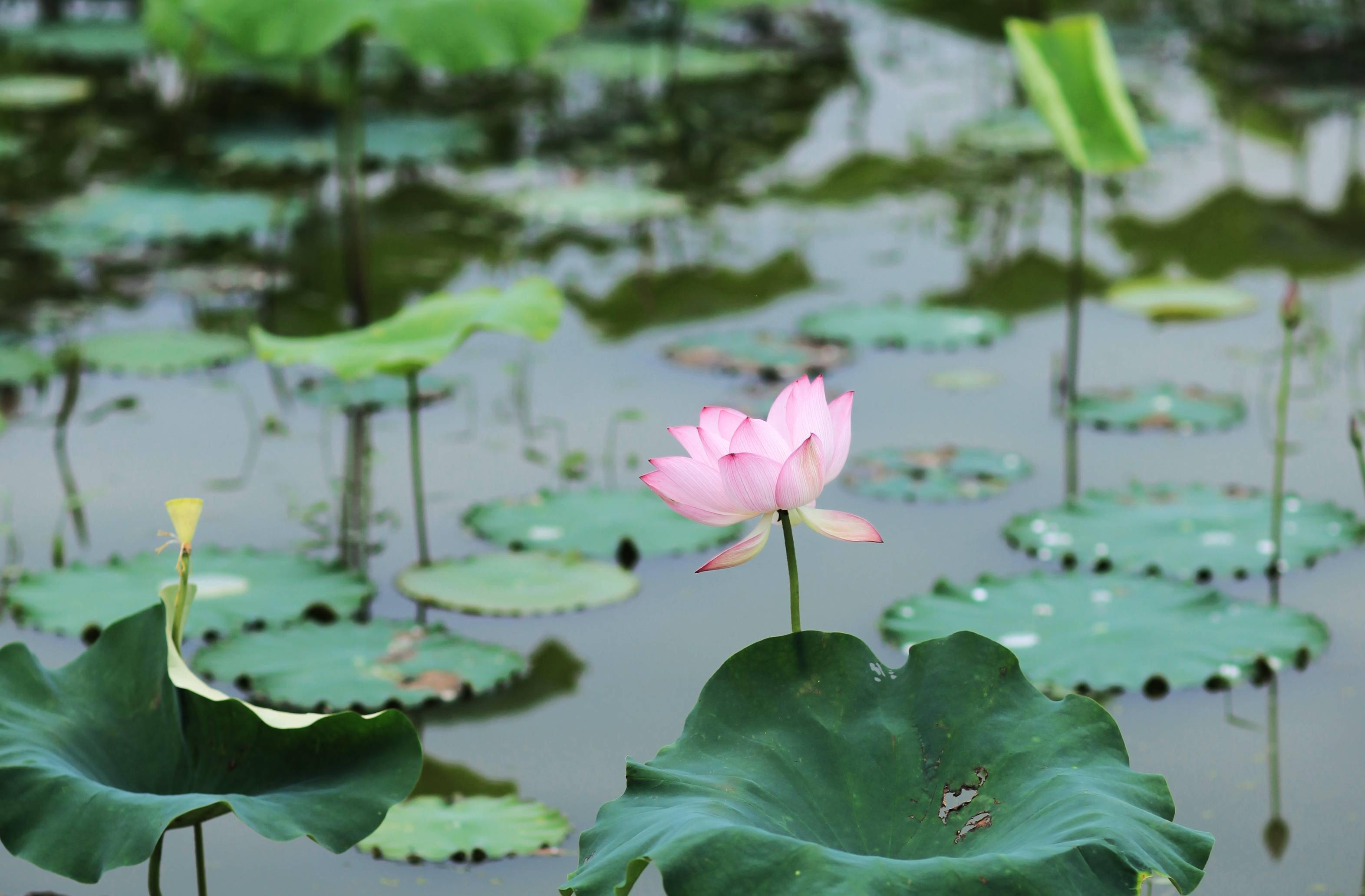 �������˱��µĺɻ�����������Ӱ����������