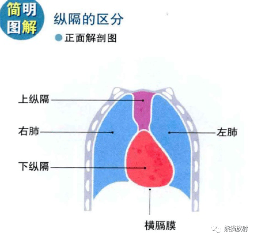 3d解剖丨胸部,肺部,心臟_肺葉_簡圖_熱門資源