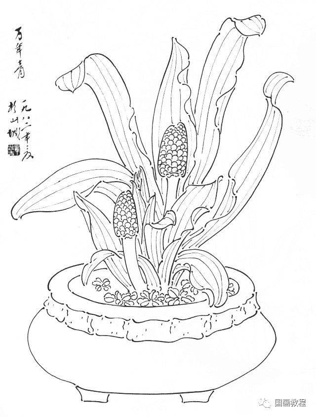 万年青葡萄茄子红薯天南星石榴野果水笔子水蜜桃南瓜羊奶果枣子滇南油