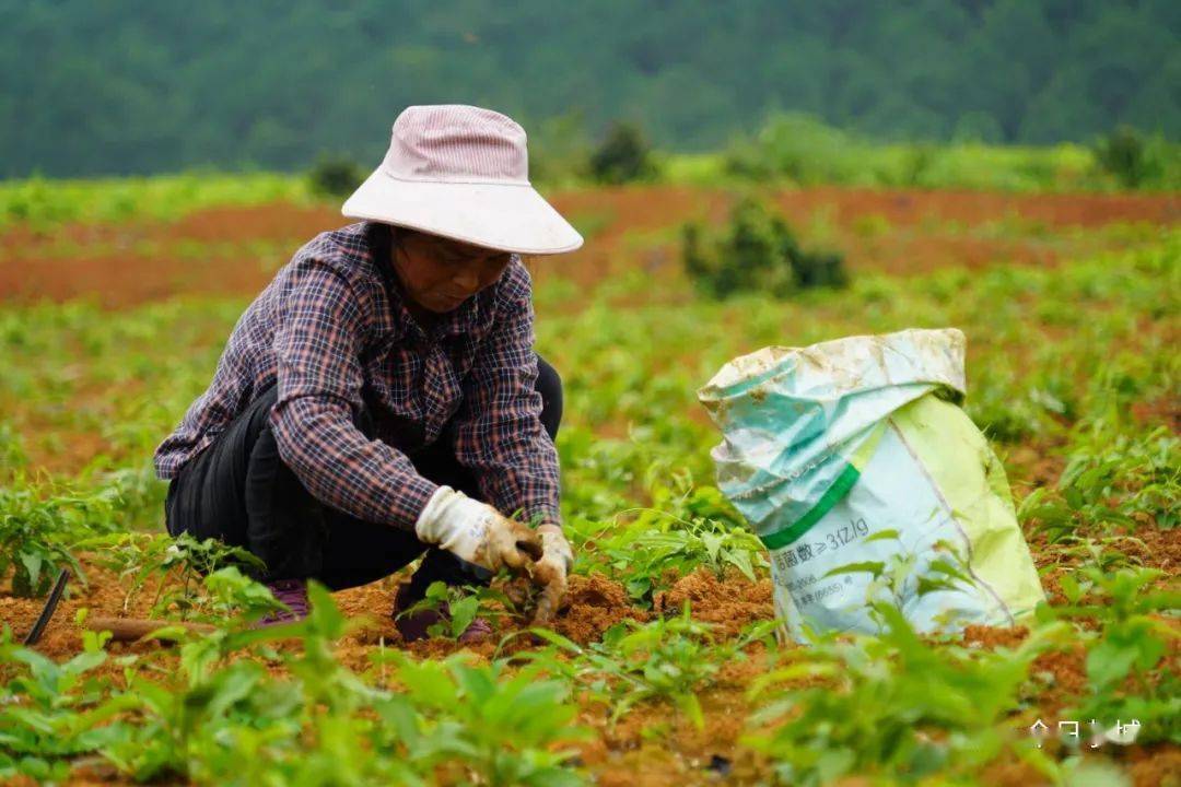 广西中药材种植图片