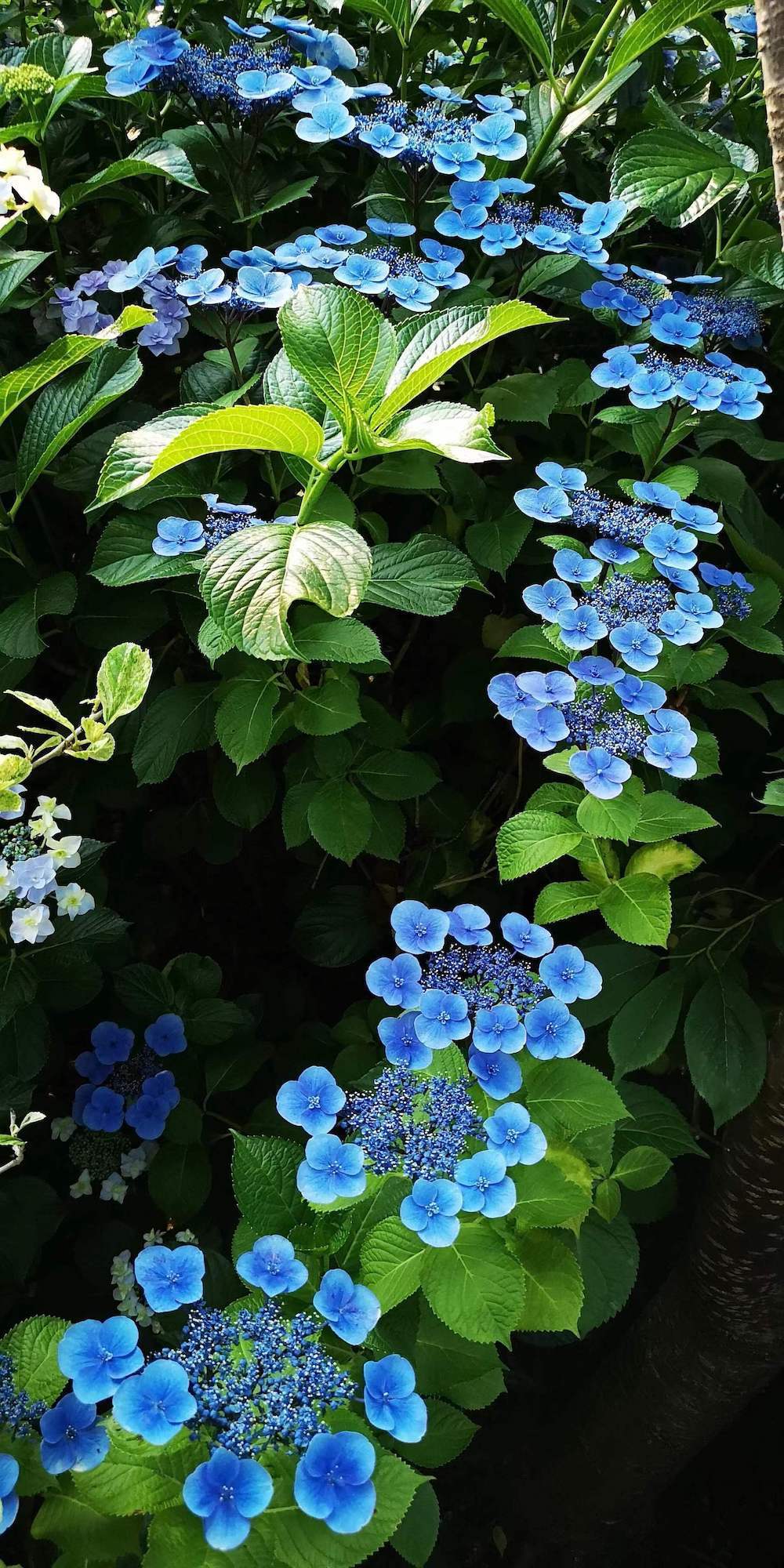 自然散步 | 六月的绣球花,拥有"神灵都眷恋的蓝紫色"_紫阳花_日本
