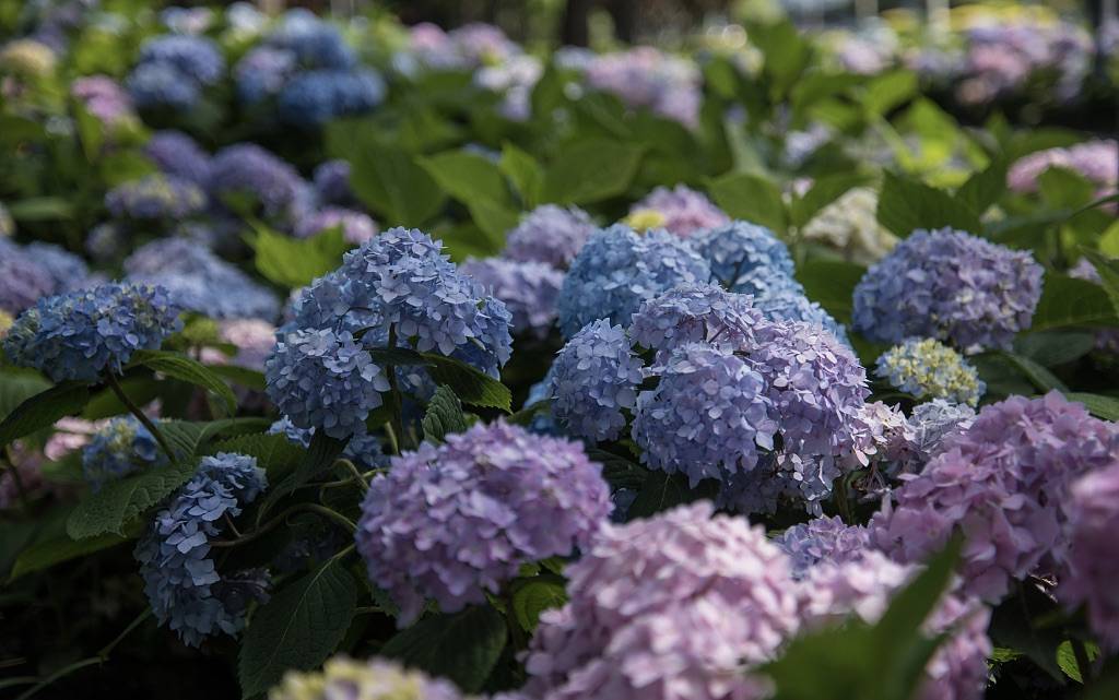 自然散步 六月的绣球花 拥有 神灵都眷恋的蓝紫色 紫阳花 日本 周敏