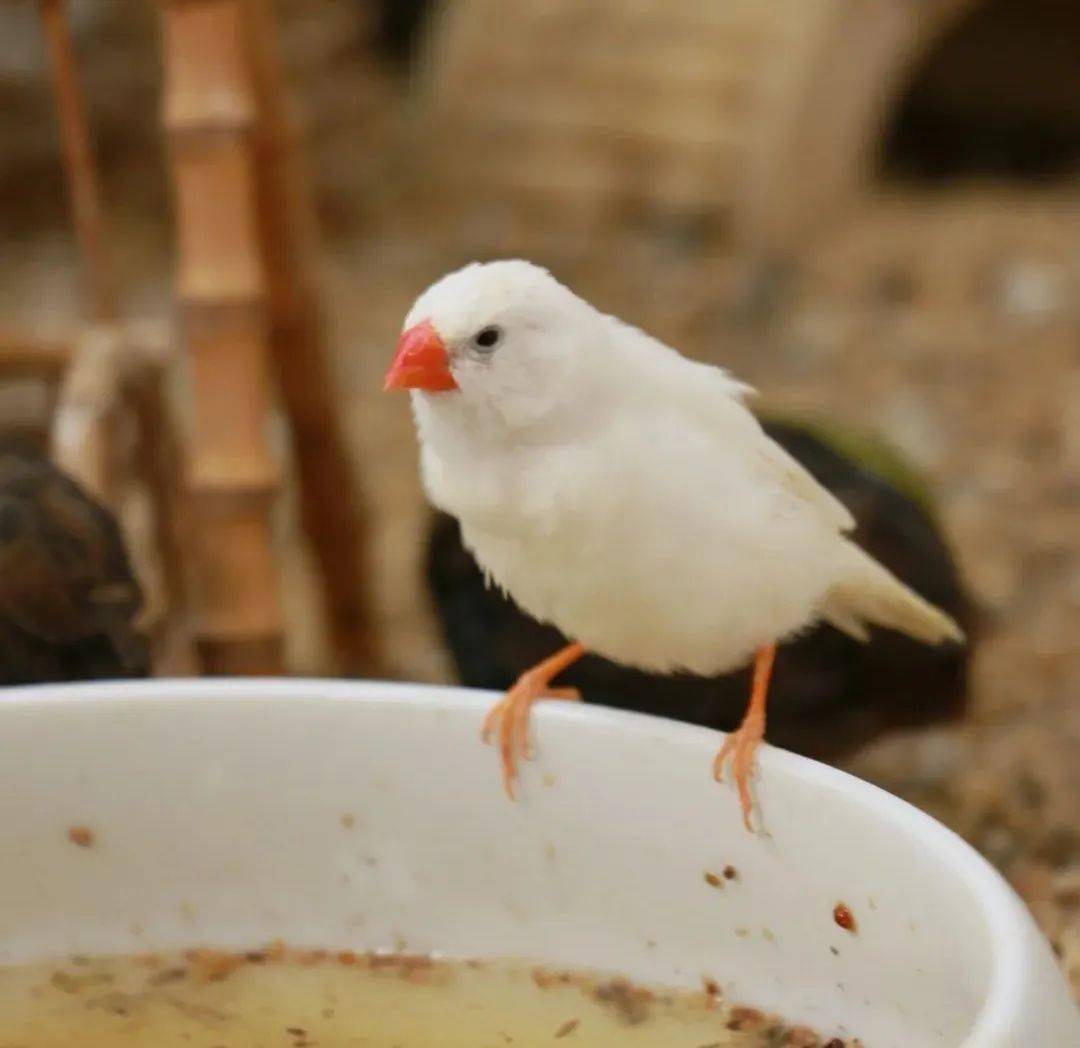 白色羽毛粉红小嘴这身材娇小的鸟儿竟让人眼前一亮