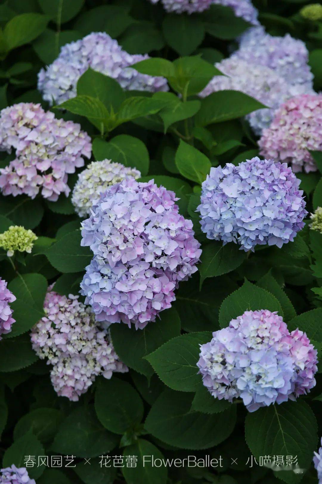 19 花丛之中惬意生活——花园里的插花沙龙_活动_园艺_南彩镇