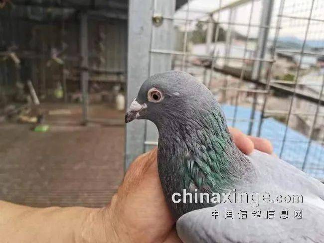 夺冠我意料之中独家专访四川超远程冠军鸽主