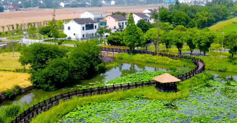 飛躍六十年 飛越新農村 | 航拍村莊:善港村_鄉村_楊舍鎮_幫扶