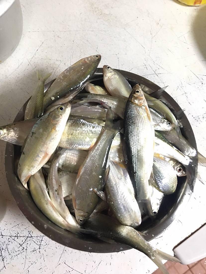 最近钓了很多这种类似于白条的鱼,有人说这是青尾鲴,银鲴,白鱼,大眼