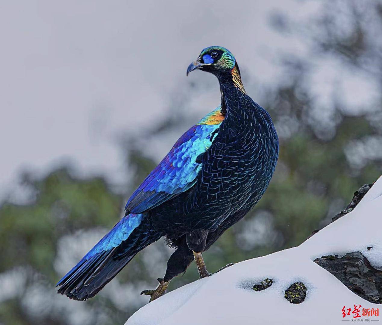 四川西昌新开鸟类生态博物馆，国家一级重点保护物种绿尾虹雉被列为市鸟