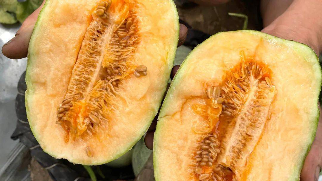 好评超高的西州蜜瓜18度甜新鲜脆爽一口唤醒整个夏天的味蕾