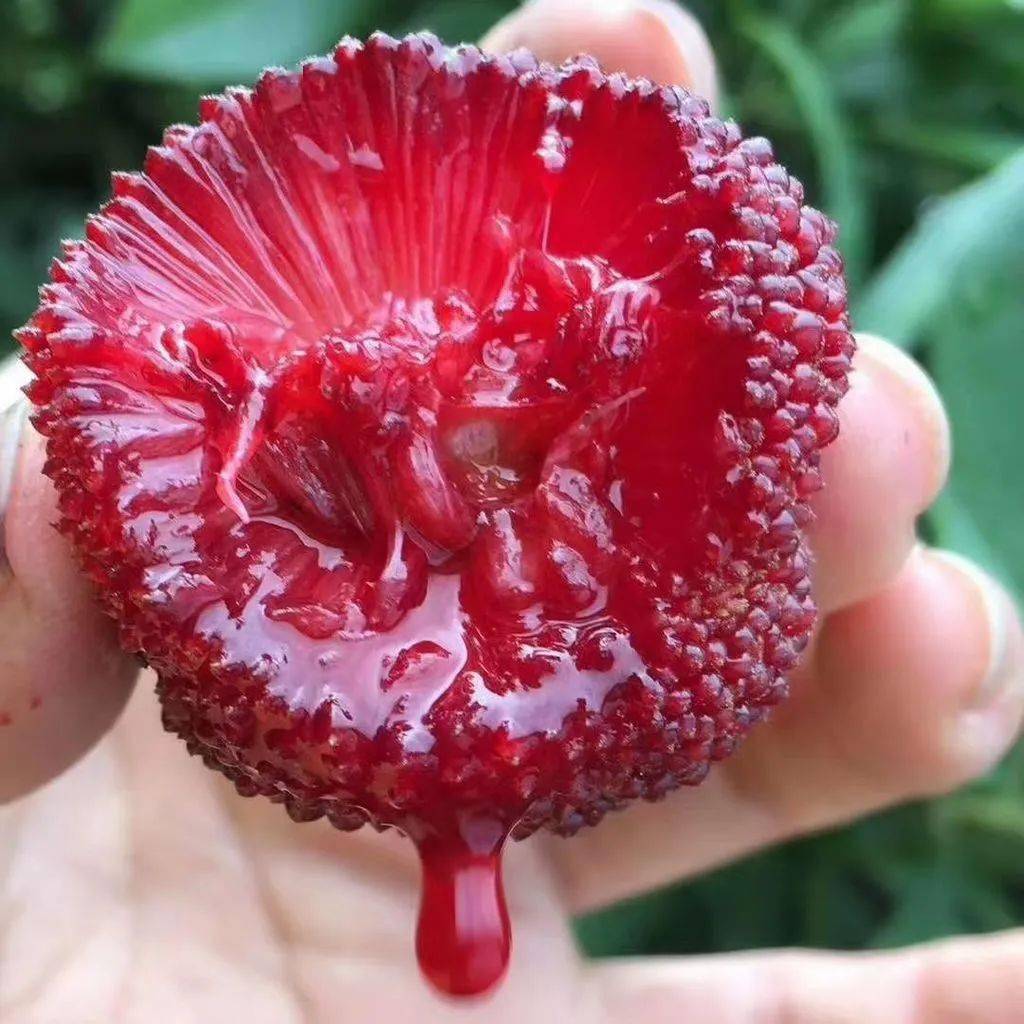 仙居东魁杨梅快递到家流口水超大超甜的仙居杨梅来了