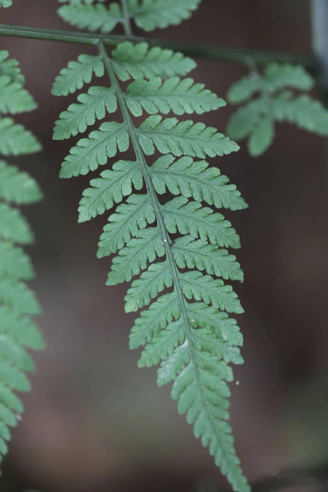 长江蹄盖蕨和日本蹄盖蕨