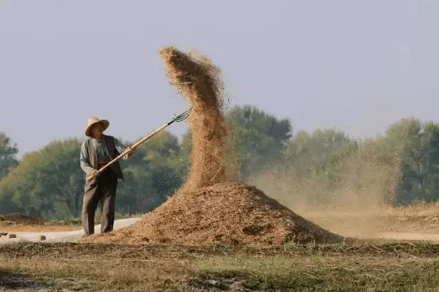 灵台人收麦喽图集童年时的收麦场景你还记得多少