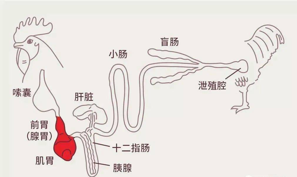 热应激对鸡群有哪些影响