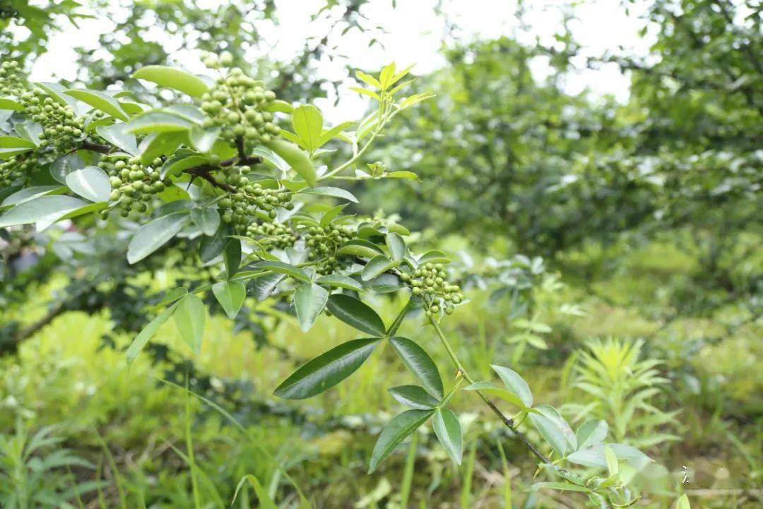 花椒成熟的季节,走进长岭镇中山坪村的花椒园,只见成排成行的花椒树上