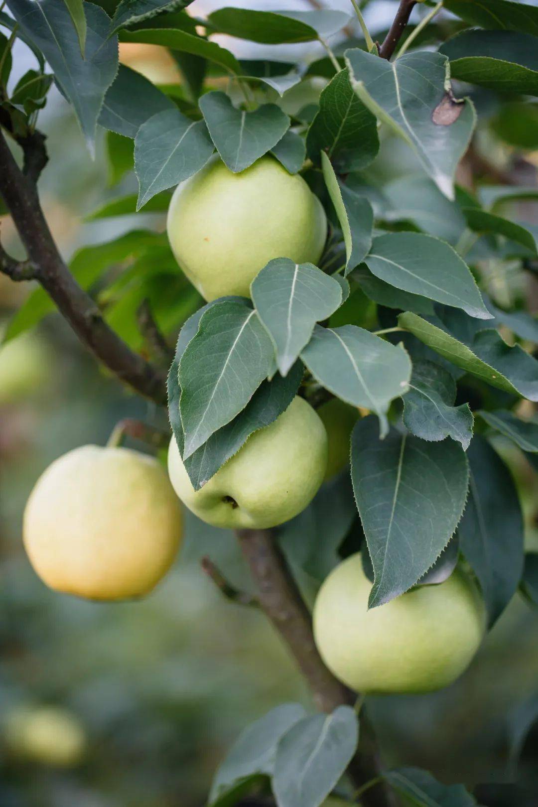 清流泉水梨熟了