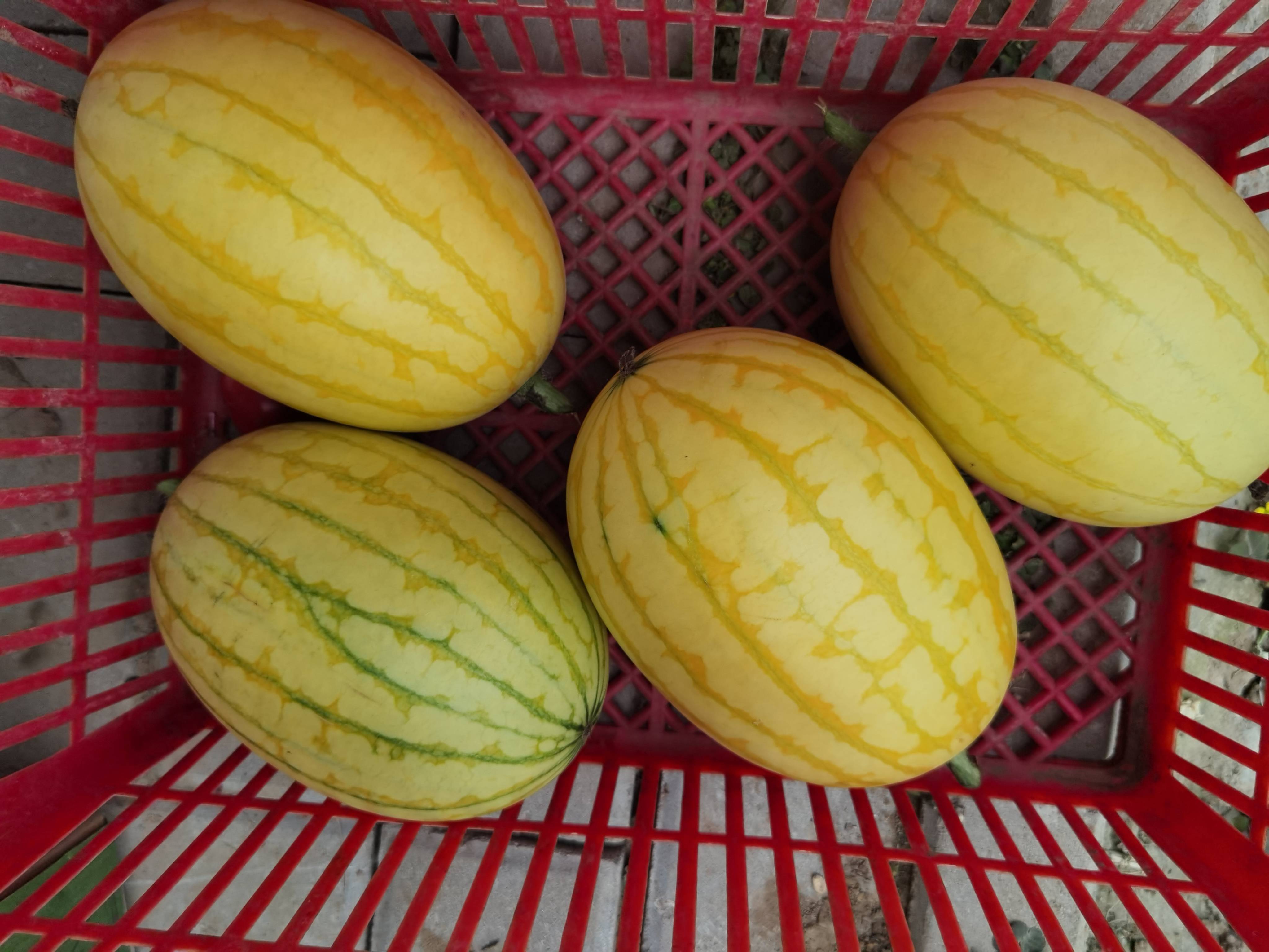 绿皮彩虹瓤 昌平首批炫彩小西瓜亩产达3500公斤_种植_曹晶_技术