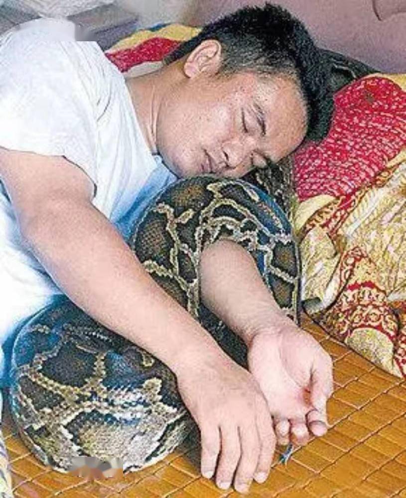 1996年海南一村民救下蟒蛇蟒蛇长大后不仅能看家护院还能救人