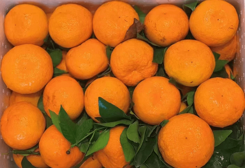 团购让人念念不忘的沃柑香甜可口果肉饱满入口爆汁