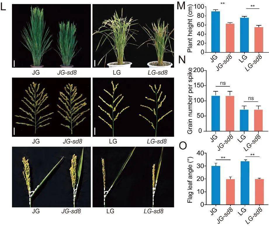 中国农业科学院生物所发现水稻株型改良关键基因sd8