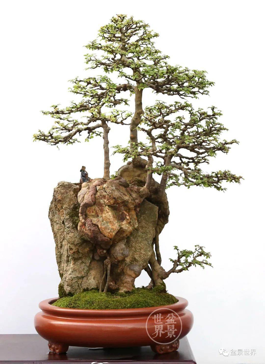 树包石盆景,亦称树抱石,大多取材山野,系榆,朴,榕的干或根与石头经过