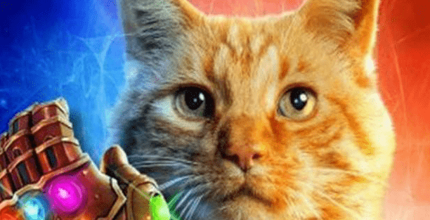 《惊奇队长》中的噬元兽就是一只橘猫,可以吞掉一个小宇宙!