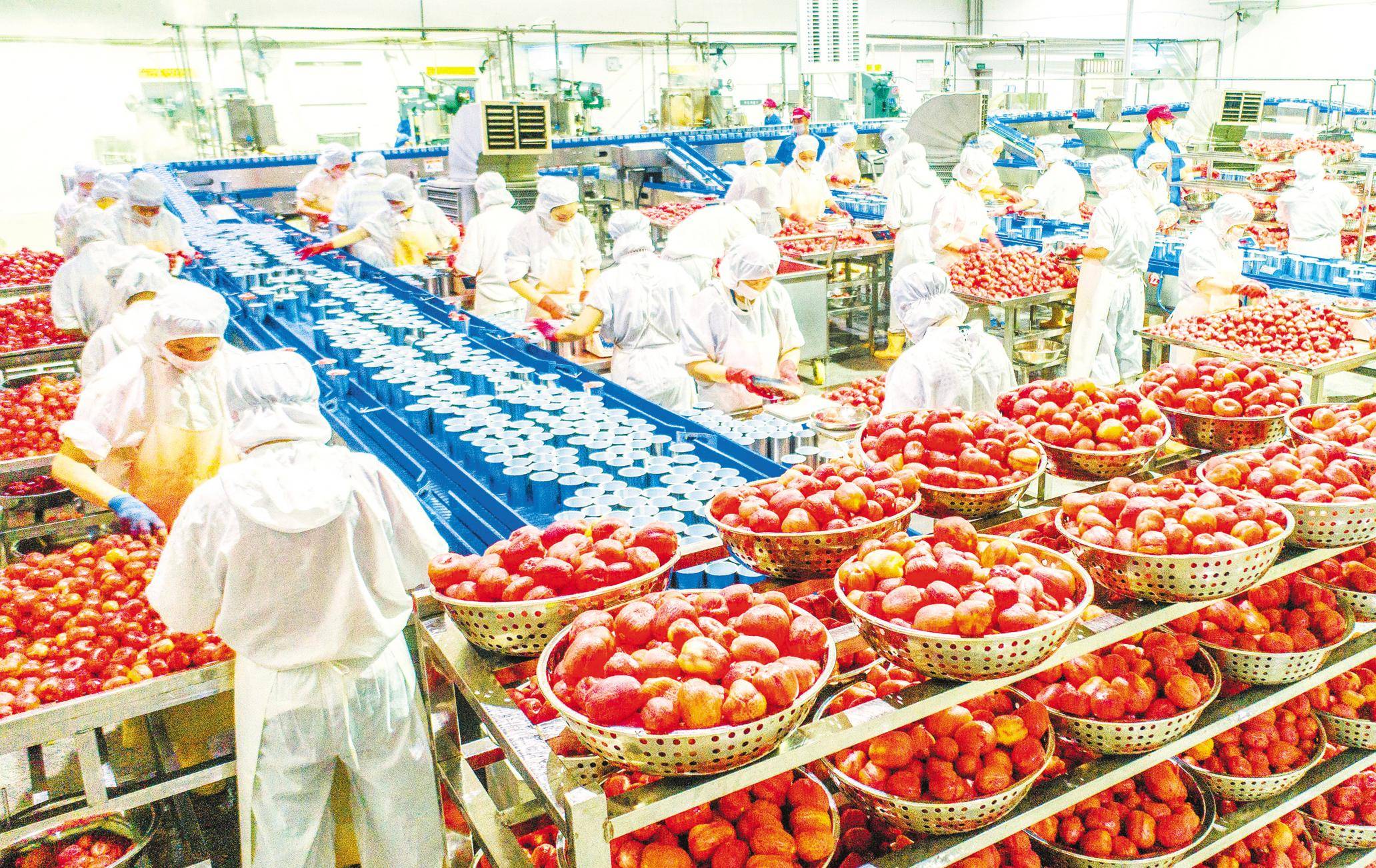 秭归屈姑国际农业集团员工在果蔬自动化加工生产线上加工番茄罐头.