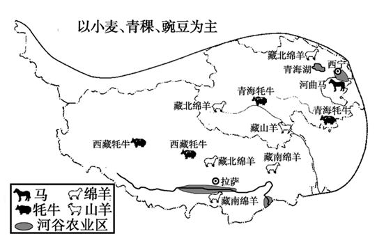 藏绵羊藏南图片