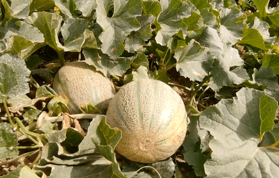 喀什市英吾斯坦乡千亩双膜瓜迎来丰收季_种植_英买_里村