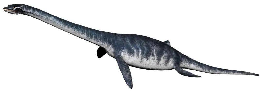 【纯信龙复原图】运 动通过对数件完整的纯信龙类(云贵龙)化石的研究