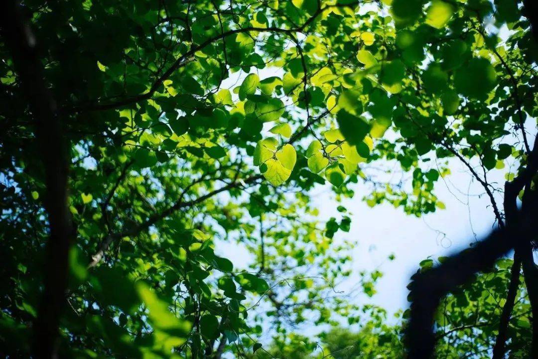 葺鳞不入龙螭梦,铩羽何劳燕雀猜.雨砌蝉花粘碧草,风檐萤火出苍苔.