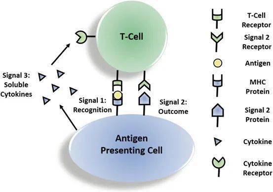 抗原呈递细胞抗原呈递细胞(apc)的工作职责就是激活ctl和th,它们