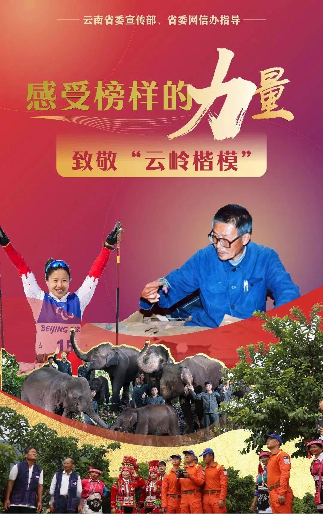 榜样的力量云岭楷模杨洪琼