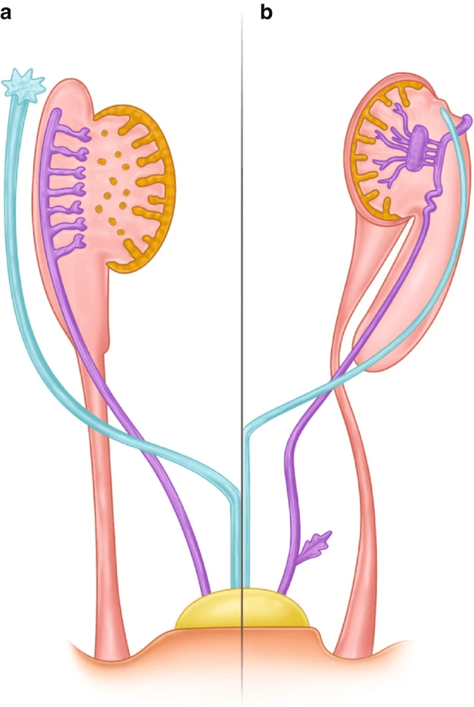 良性前列腺增生:胚胎學和外科解剖學要素_尿道_膀胱_苗勒