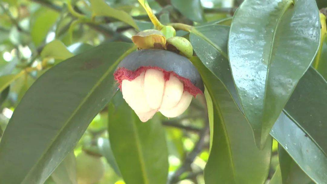 保亭山竹丰收季农户采摘忙