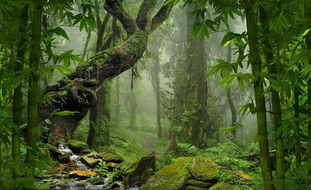 天這麼熱,去(雲)雨(旅)林(行)避暑吧!_雨林_世界_西雙版納