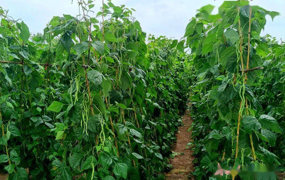 成县店村镇:无筋豆鼓起菜农"钱袋子"_种植_直接收购_大寨村