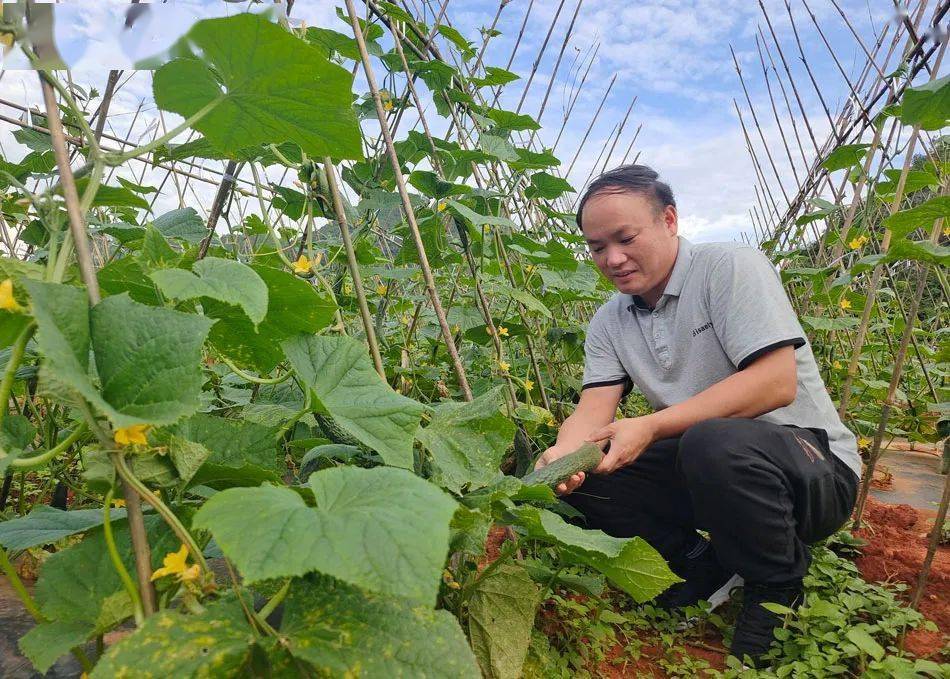 【乡村振兴】一地生四金丨天等县上映乡推行村股份经济合作联合社公司