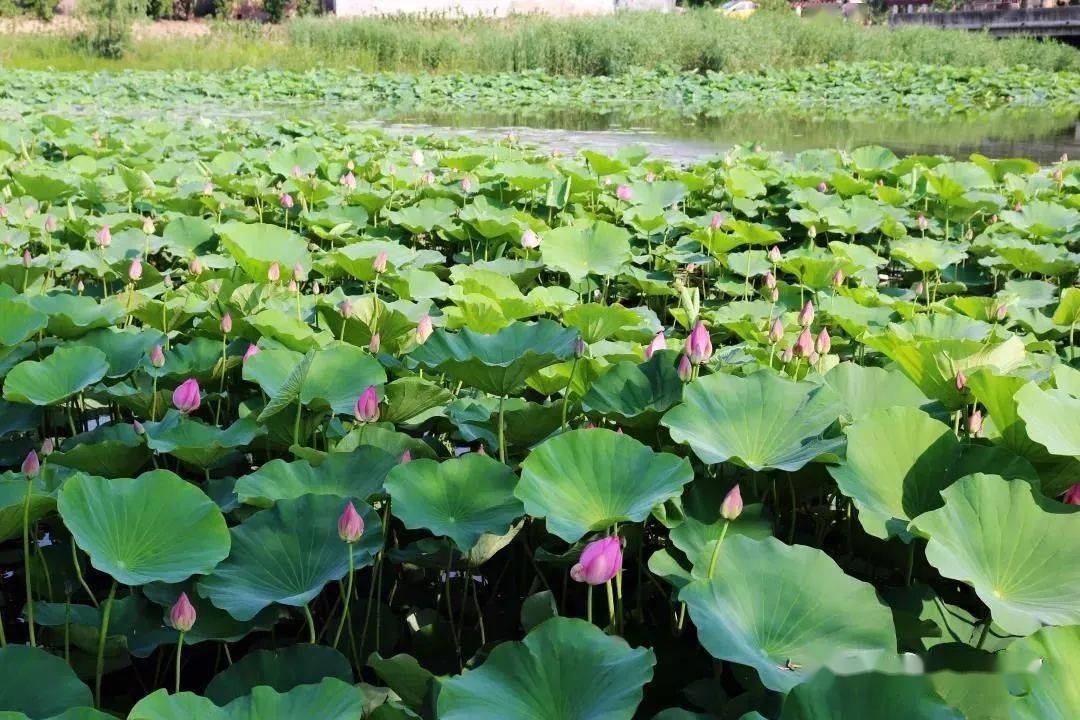 单县数十亩荷花含苞待放景色美如画