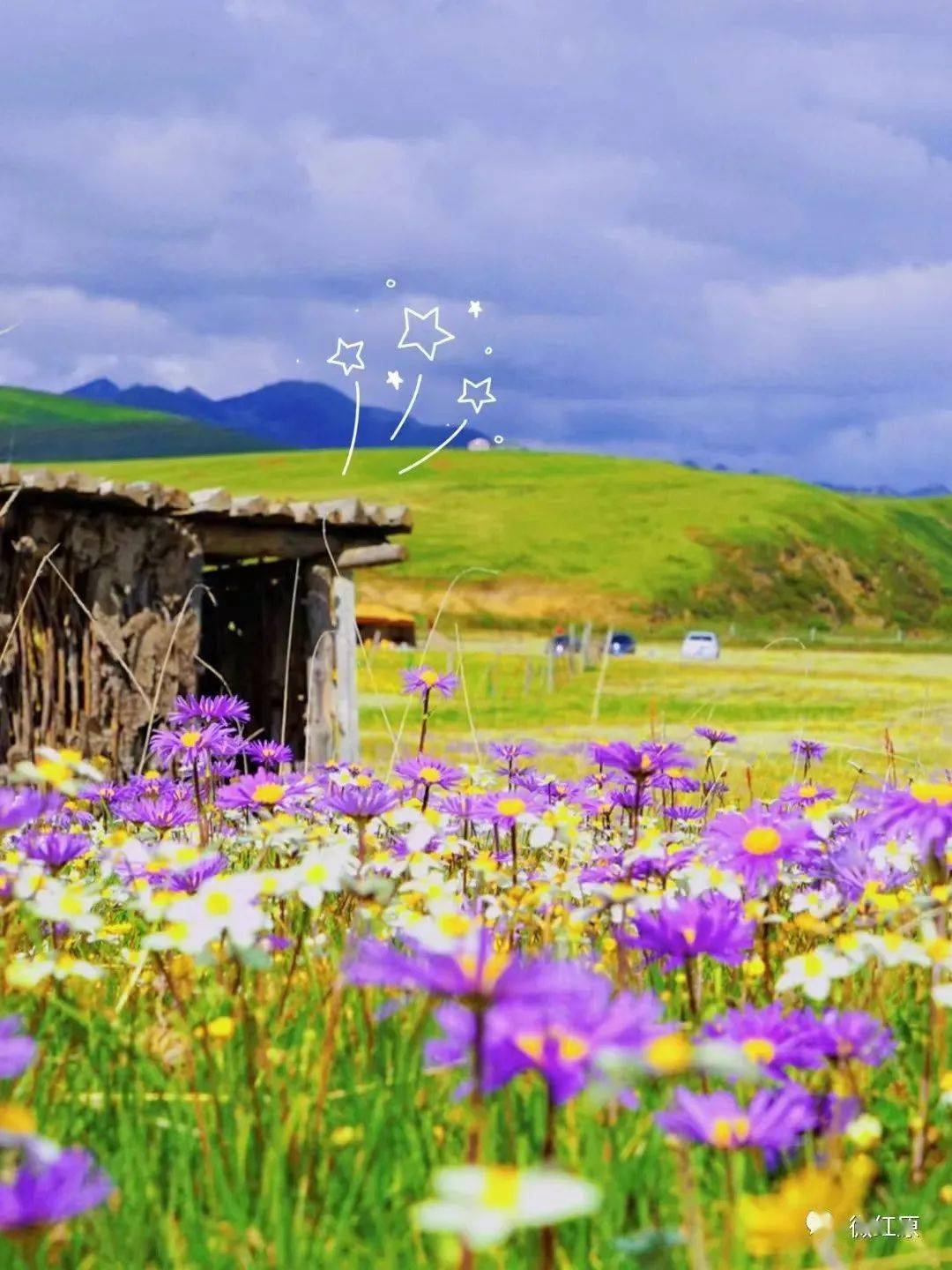 红原俄么塘花海的花花开得正艳