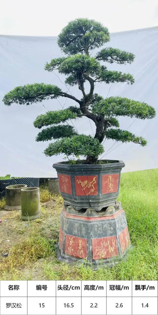 马后花园头径1215公分s型罗汉松盆景工程庭院适用
