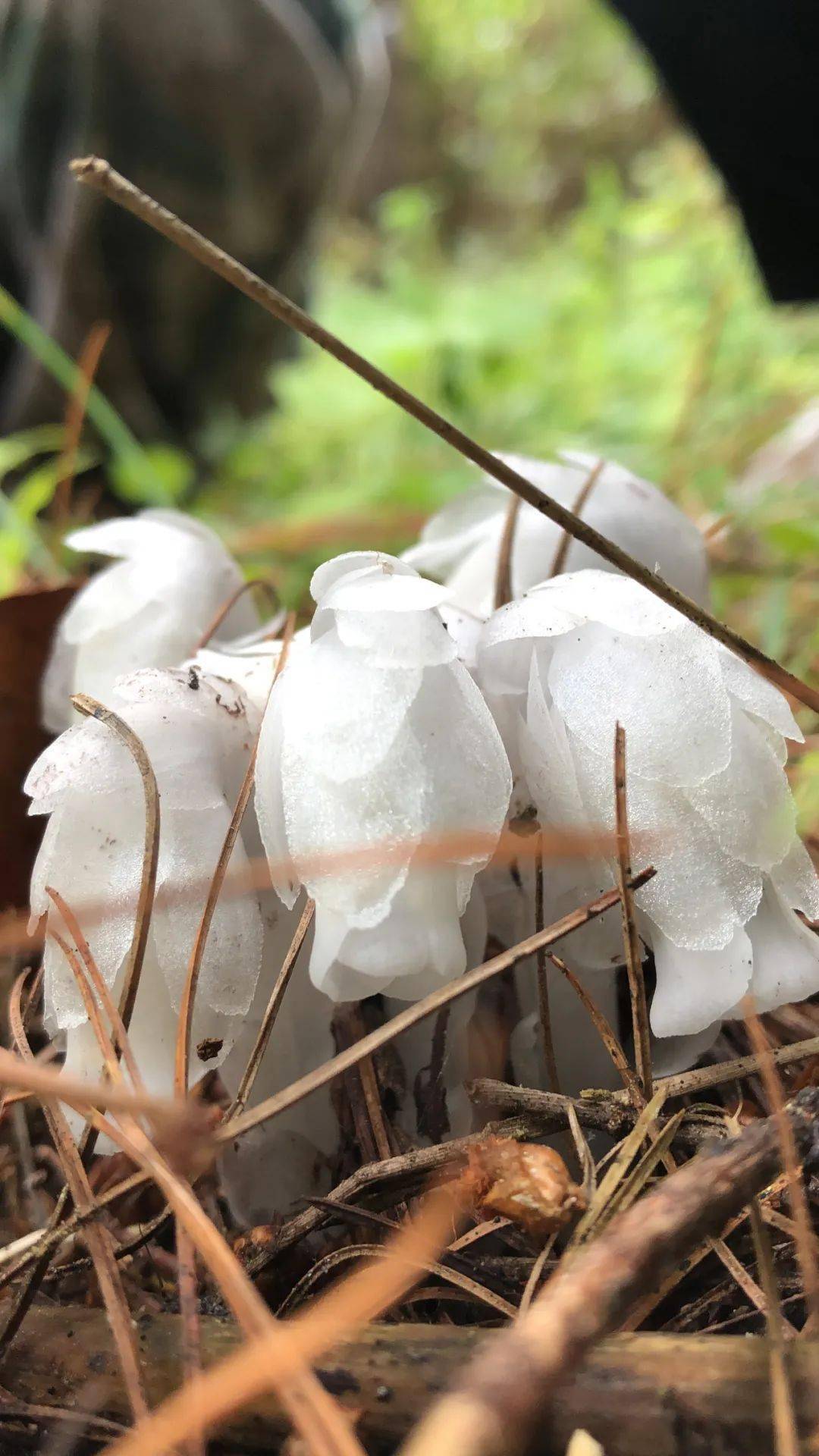 罕见国家近危级别珍稀植物水晶兰现身巍山